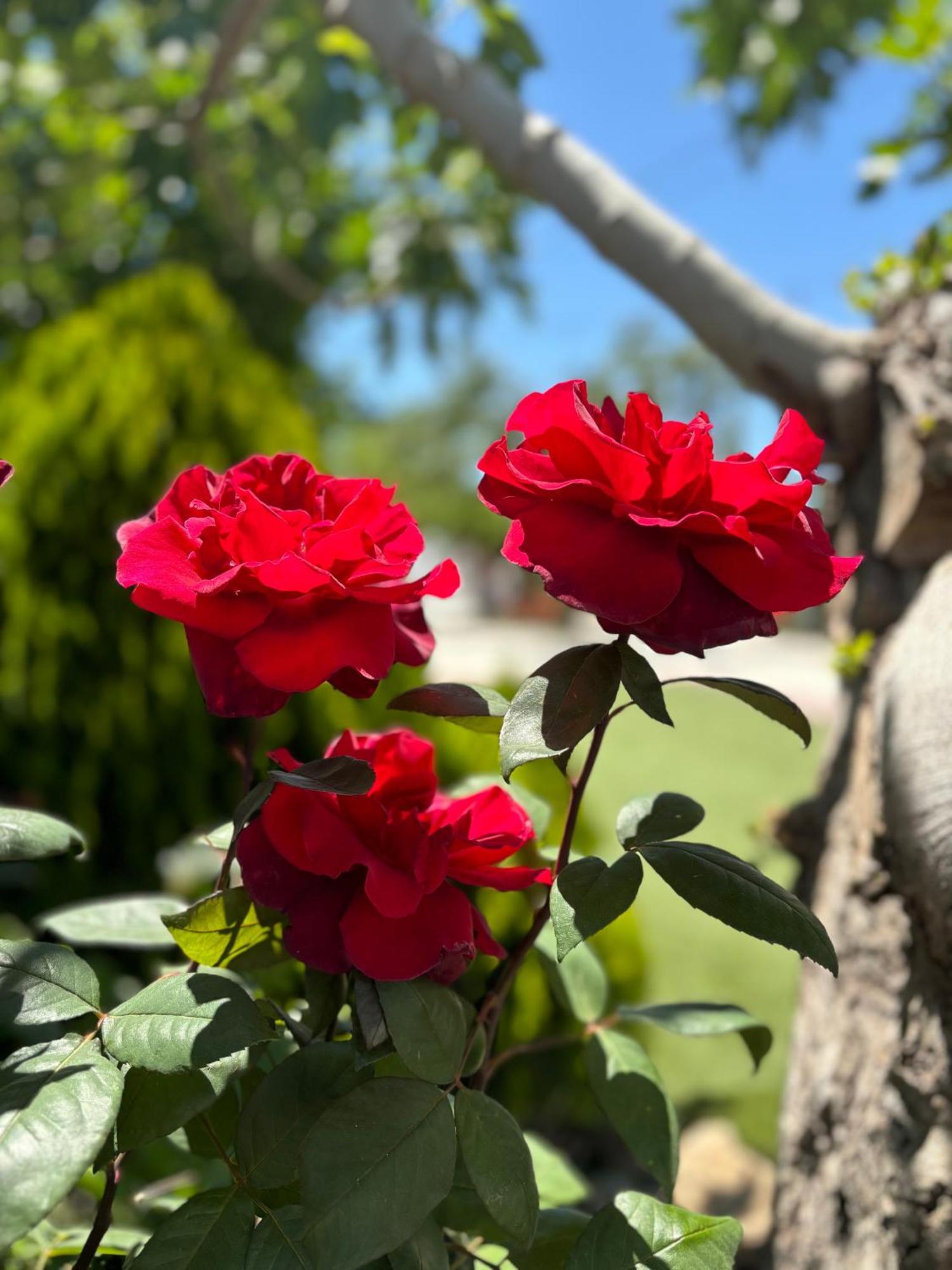 Finca Mi Alma Ogíjares المظهر الخارجي الصورة